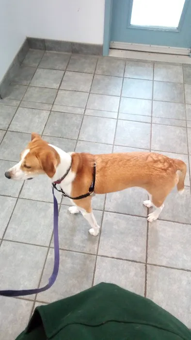 VCA Fitzgerald Animal Hospital 7