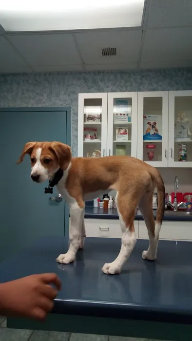 VCA Fitzgerald Animal Hospital 10