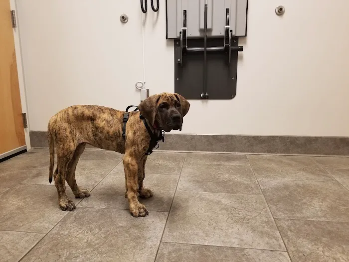 Malletts Bay Veterinary Hospital 7