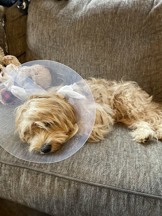 Malletts Bay Veterinary Hospital 10