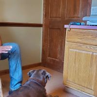 Lake Placid Animal Hospital ico