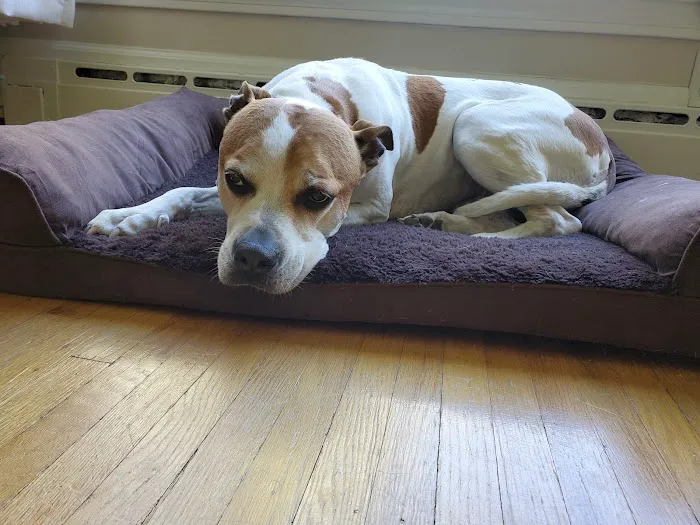 Hilton Veterinary Care Hospital 4