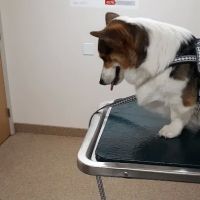 Hilton Veterinary Care Hospital ico