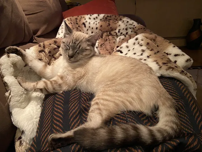 Hilton Veterinary Care Hospital 5