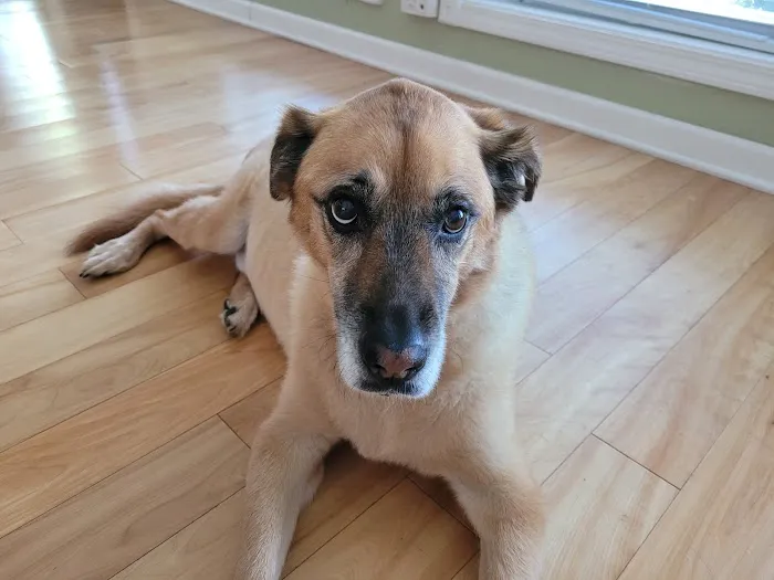 Spencerport Country Veterinarian: Dr. Steven Aimi 3