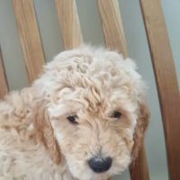 Erie Canal Animal Hospital ico