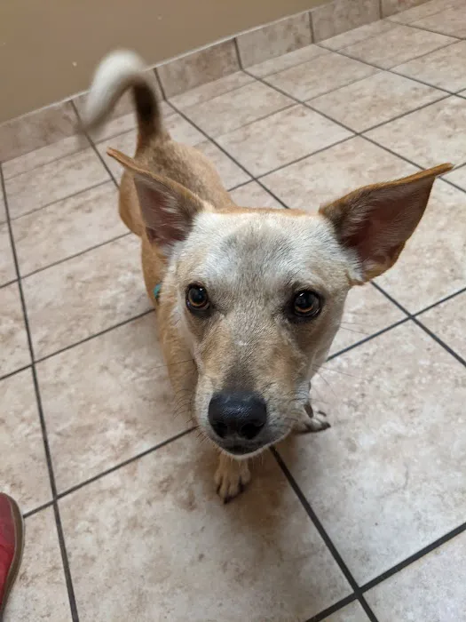Stoney Pointe Pet Hospital 4