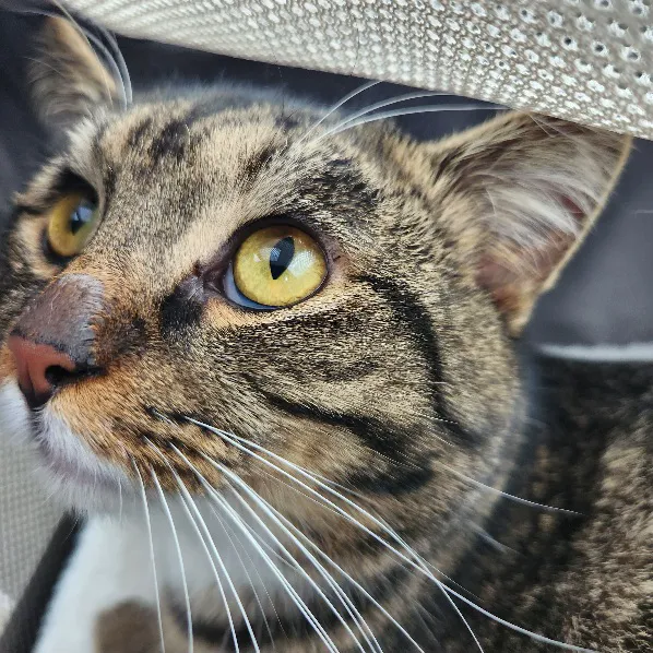 Stoney Pointe Pet Hospital 5