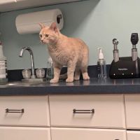 Stoney Pointe Pet Hospital ico