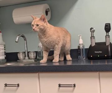 Stoney Pointe Pet Hospital