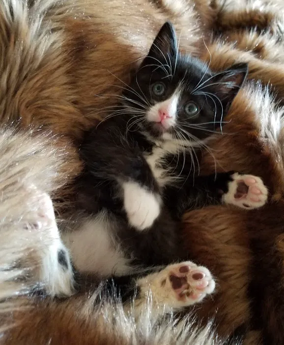 Chili Animal Care 4