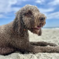 Animal Hospital of South Carolina ico