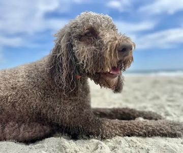 Animal Hospital of South Carolina