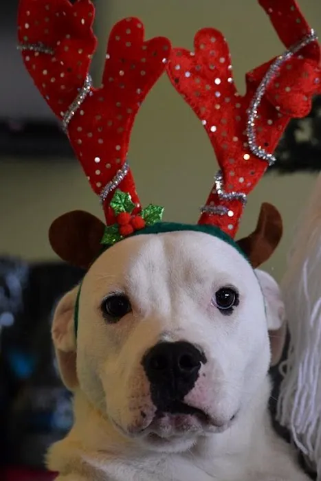Animal Hospital of South Carolina 8
