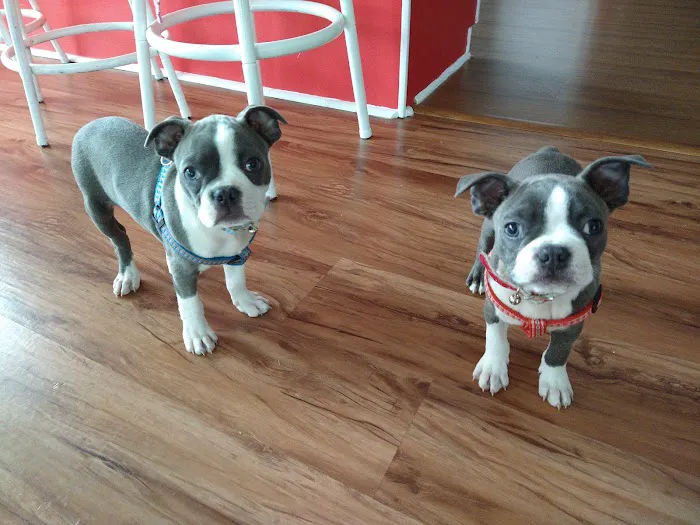 Animal Hospital of South Carolina 3