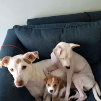 McNeal Veterinary ico