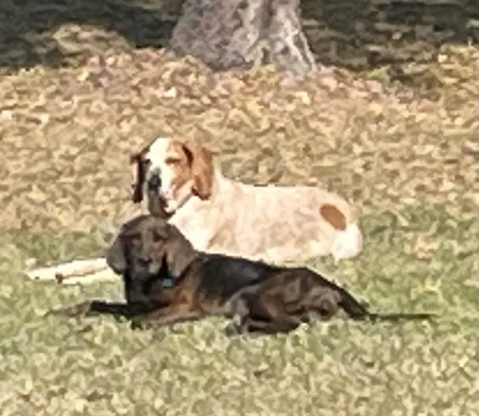 McNeal Veterinary 8