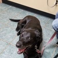 Sandhills Animal Hospital ico
