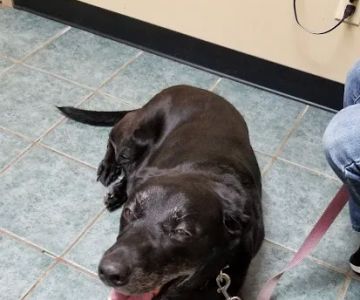 Sandhills Animal Hospital