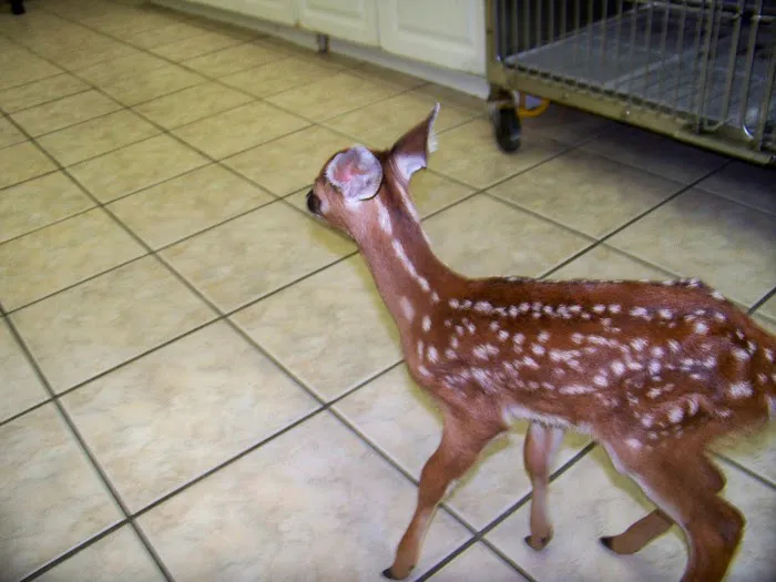 Sandhills Animal Hospital 6