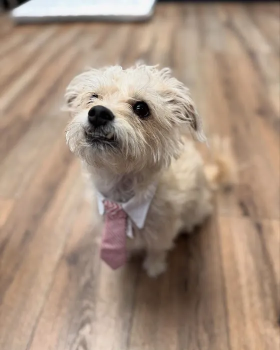 Florence Animal Hospital 4