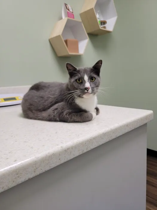 The Animal Doctor 4
