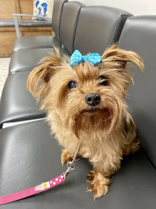 Southern Paws Animal Medical Center 9