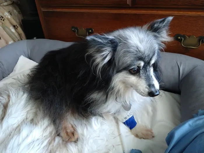 Southern Paws Animal Medical Center 4