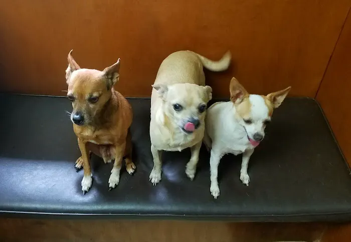 Southern Paws Animal Medical Center 2