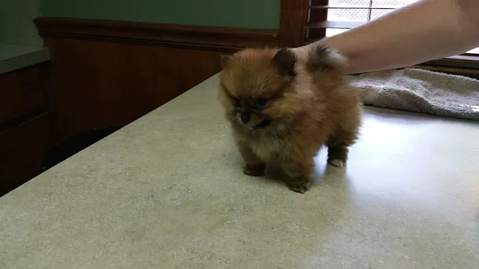 Southern Paws Animal Medical Center 5
