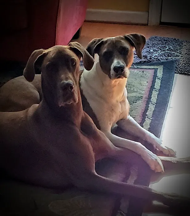 Southern Paws Animal Medical Center 6