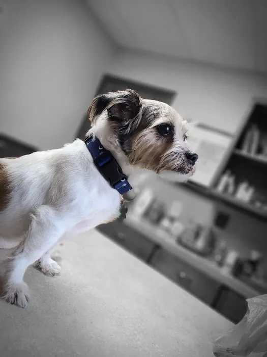 Southern Paws Animal Medical Center 1
