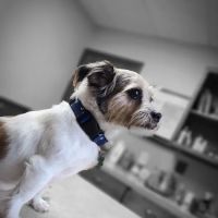 Southern Paws Animal Medical Center ico