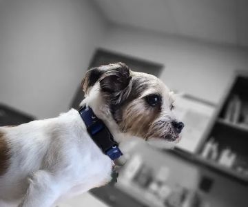 Southern Paws Animal Medical Center