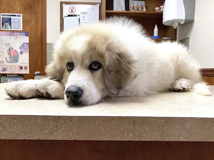 Southern Paws Animal Medical Center 10
