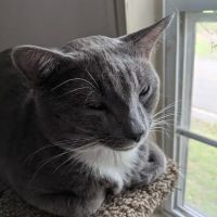 Windsor Animal Hospital ico