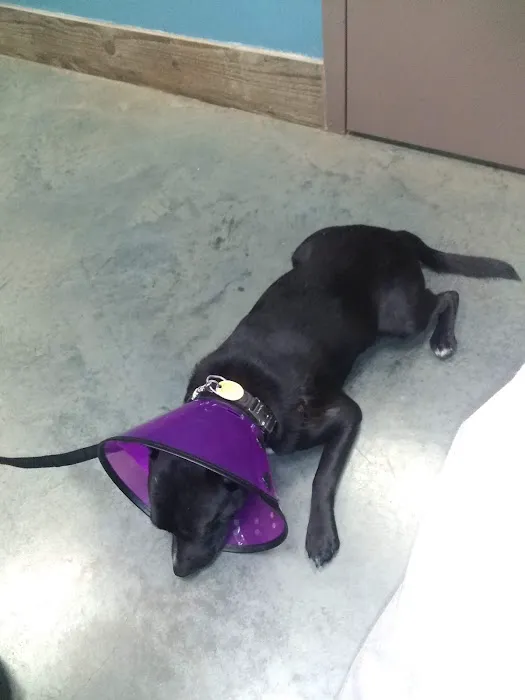 Windsor Animal Hospital 8