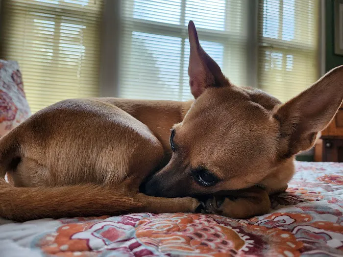 Palmetto Animal Hospital: Dr. Lee Burnett, DVM 1