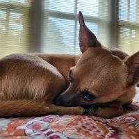 Palmetto Animal Hospital: Dr. Lee Burnett, DVM ico