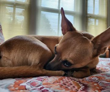 Palmetto Animal Hospital: Dr. Lee Burnett, DVM