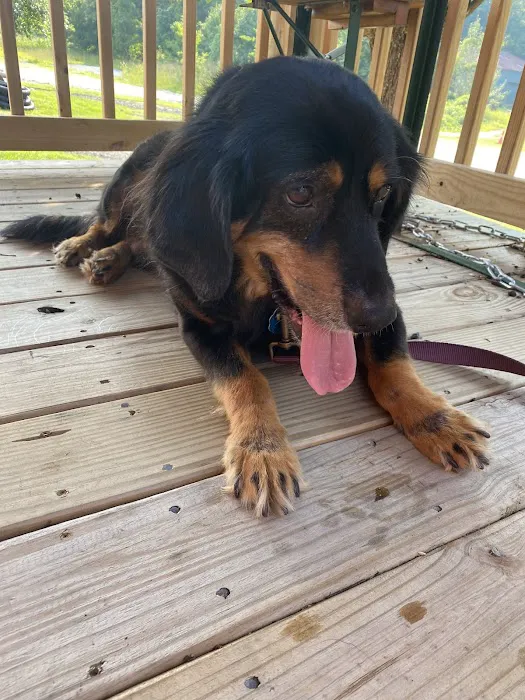 Palmetto Animal Hospital: Dr. Lee Burnett, DVM 2