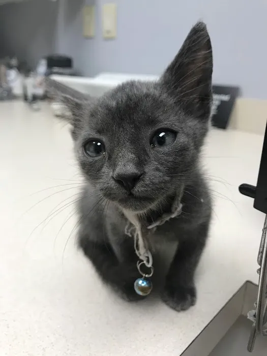 Palmetto Animal Hospital 5