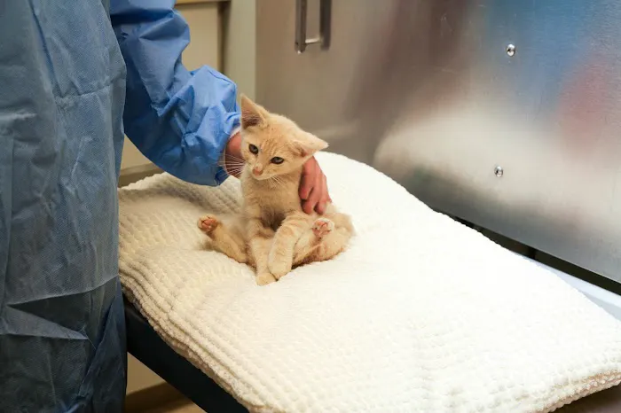 Palmetto Animal Hospital 7