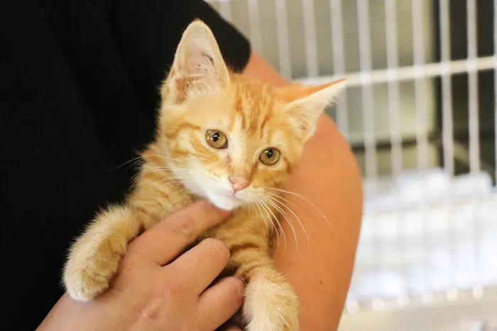Palmetto Animal Hospital 6