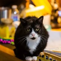 Animalia Veterinary Care ico