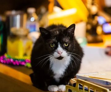 Animalia Veterinary Care