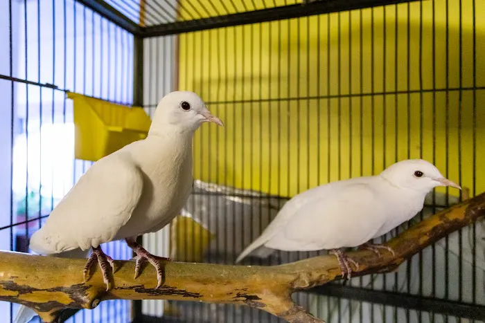 Animalia Veterinary Care 7