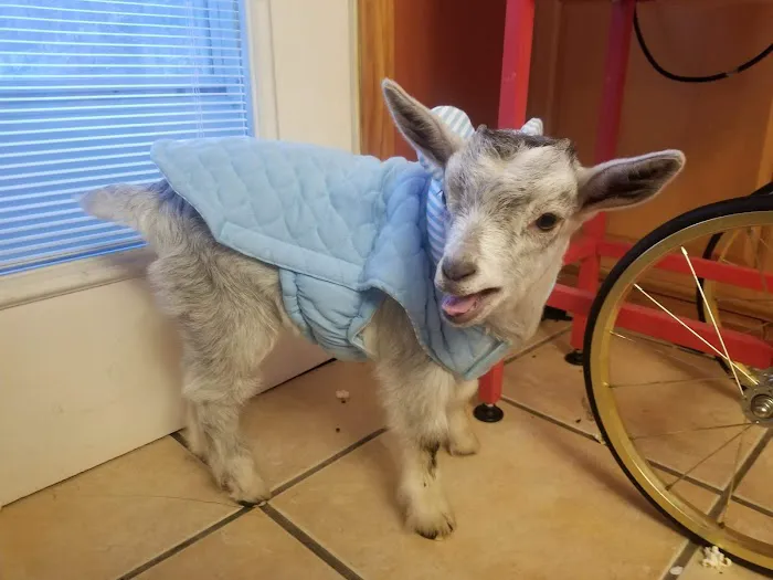 Dairyside Veterinary Services 1