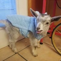 Dairyside Veterinary Services ico