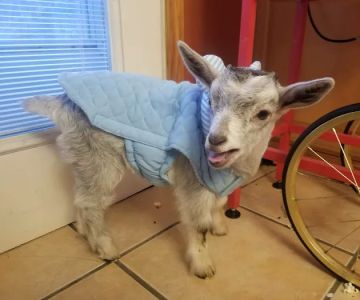 Dairyside Veterinary Services